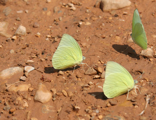 papillons verts