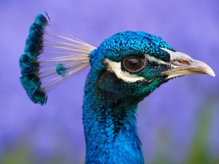 pfau