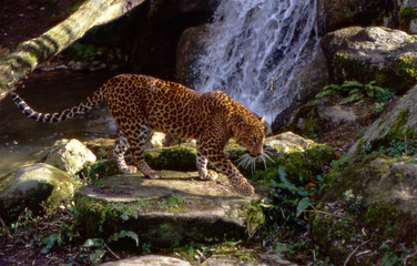 leopard