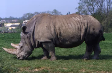 Foto op Plexiglas rhinoceros © Agence73Bis-C.BONNET