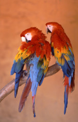 perroquet gris