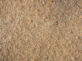 saw dust