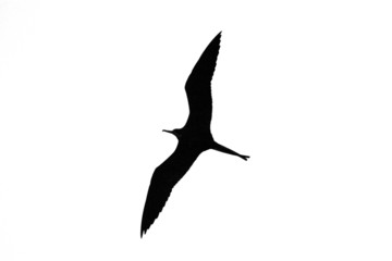 large birds bw 04