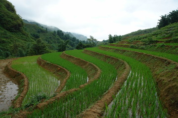 Obraz premium rice terrace