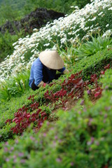 flower garden