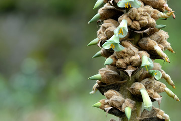 the exotic ecuadorian mountains flower