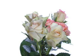 fresh  roses  for your love