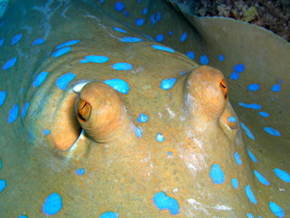 raie pastenague points bleus © KALISTE A