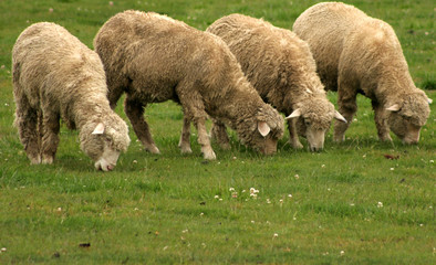 four hungry sheep