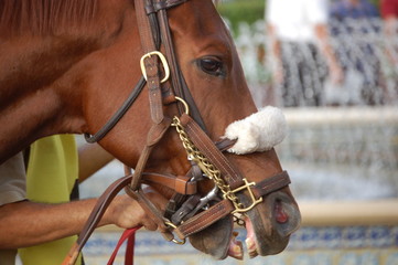 profile of a racehorse