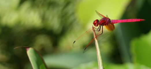 perched and ready to go.