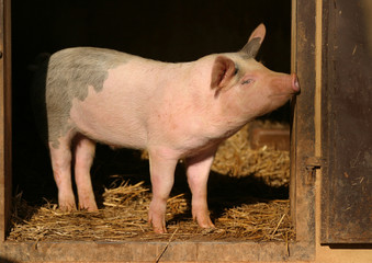 piglet