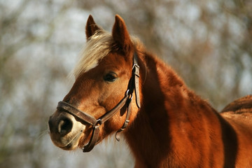 horse haflinger