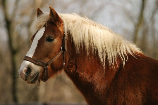 horse haflinger