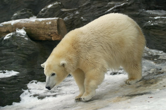 young polar bear