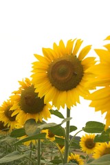 sunflowers on a field