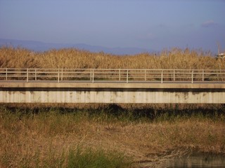 bridge over river with elephant grass