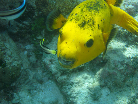 kugelfisch