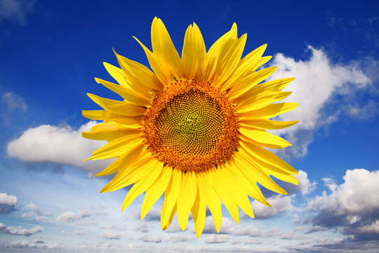 tournesol