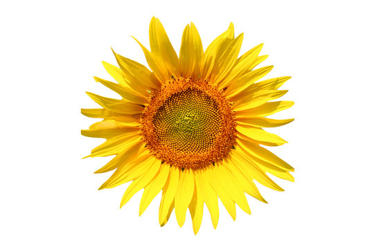 tournesol