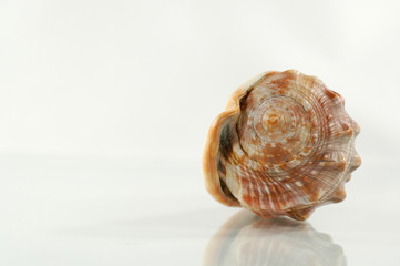 sea shell