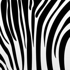 Fototapeta na wymiar zebra pattern