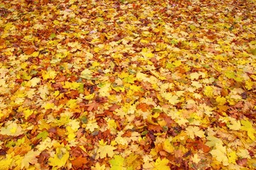 nice autumn leaves