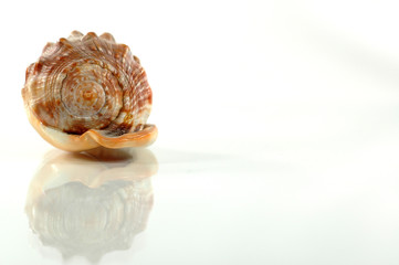 photo sea shell
