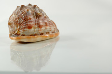 photo sea shell