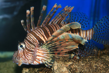 lion fish in the red sea