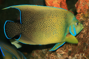 coral fish in the red sea