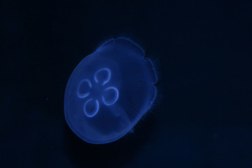 electric jellyfish