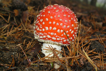 amanita