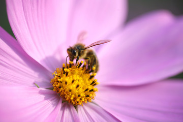 abeille butinant une fleu