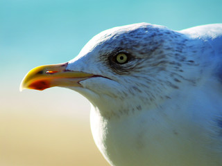 mouette regard