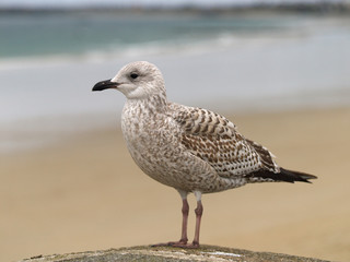 je guette