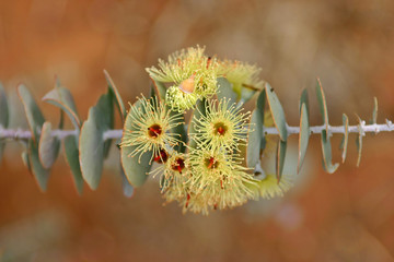 gumnut flowers