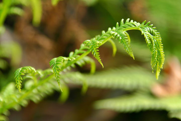 delicate green fern
