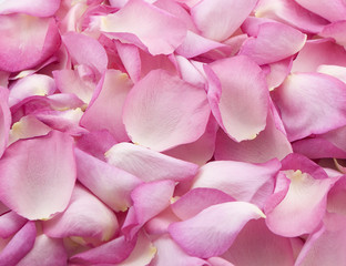 pink rose petals 2