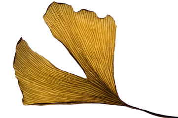 herbs - dried ginkgo biloba leaf