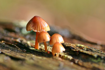 four toadstools