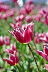 pink tulips