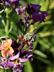 australian blue banded bee