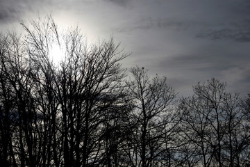 Fototapeta na wymiar tree silhouettes
