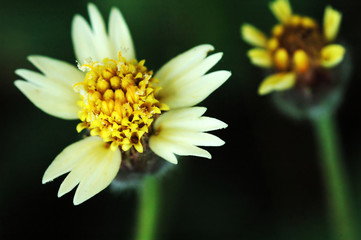 yellow flower