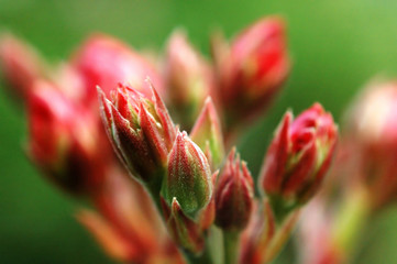 bud of oleander plant