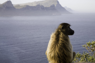 baboons ou singe d’afrique du sud
