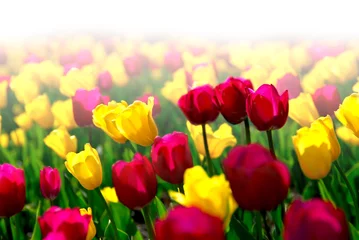 Crédence de cuisine en verre imprimé Tulipe champ de tulipes
