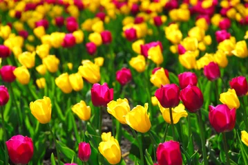 Poster de jardin Tulipe champ de tulipes