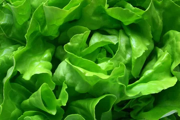 Foto op Plexiglas butterhead lettuce 1 © Tomboy2290